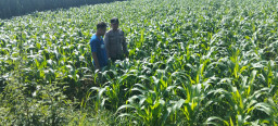Dukung Ketahanan Pangan, Bhabinkamtibmas Plemahan Polres Jombang Tinjau Lahan Jagung