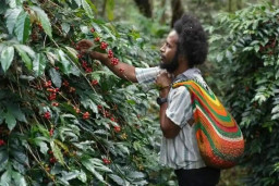 Moment Hari Buruh, PLN Peduli Bantu Kopi Tiom Papua Tembus Pasar Nasional dan Tingkatkan Penghasilan Petani