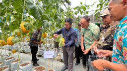 Wujudkan Ketahanan Pangan, PLN UIP JBTB Salurkan Bantuan Program TJSL untuk Petani Milenial Melon