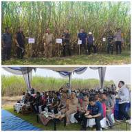 Panen Raya Tebu Serentak Digelar di Kecamatan Mantup Lamongan