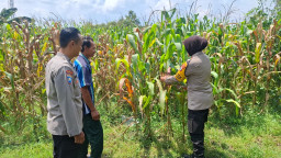 Pengecekan Lahan Jagung oleh Kapolsek Tembelang dalam Mendukung Ketahanan Pangan