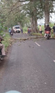 Tertimpa  Ranting Pohon Randu Saat Melintas Karyawan Pabrik Sepatu Meninggal Dunia