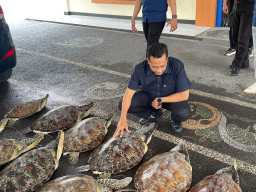 Ditpolairud Polda Bali Gagalkan Penyelundupan 21 Penyu Hijau di Buleleng, Dua Pelaku Masih Buron