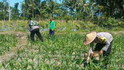 Polres Lumajang Kerahkan Personel Penggerak Ketahanan Pangan untuk Mendampingi dan Mendukung Petani