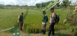 Polsek Lakarsantri Dampingi Petani Bangkingan Dukung Ketahanan Pangan di Surabaya