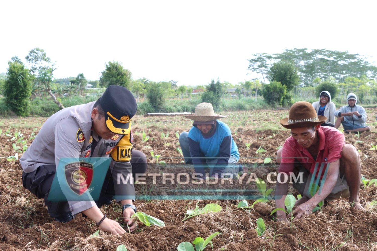 Program Tanam Tembakau Polres Sumenep Dukung Peningkatan Ekonomi Petani