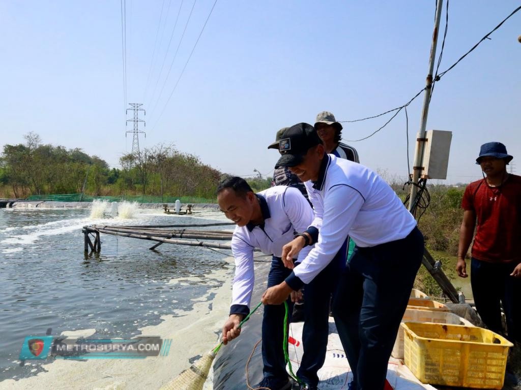 DANLANTAMAL V Tinjau Langsung Panen PARSIAL Pertama Tambak Udang Ketahanan Pangan LANTAMAL V