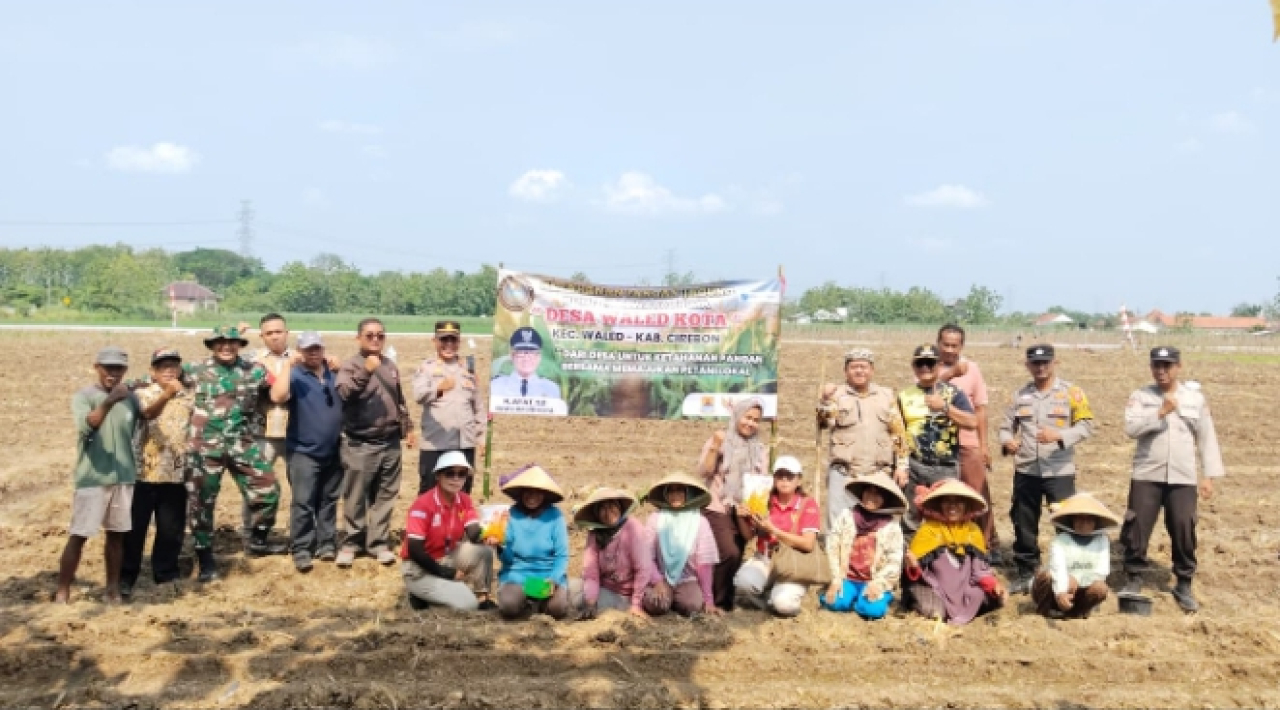 Ketahanan Pangan Jagung BUMDES Dewata Prima Desa Waled Kota Kecamatan Waled