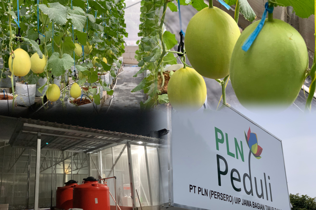 Wujudkan Ketahanan Pangan, PLN UIP JBTB Dorong Budidaya Melon Hidroponik Melalui Pembangunan Greenhouse di Desa Winong Boyolali