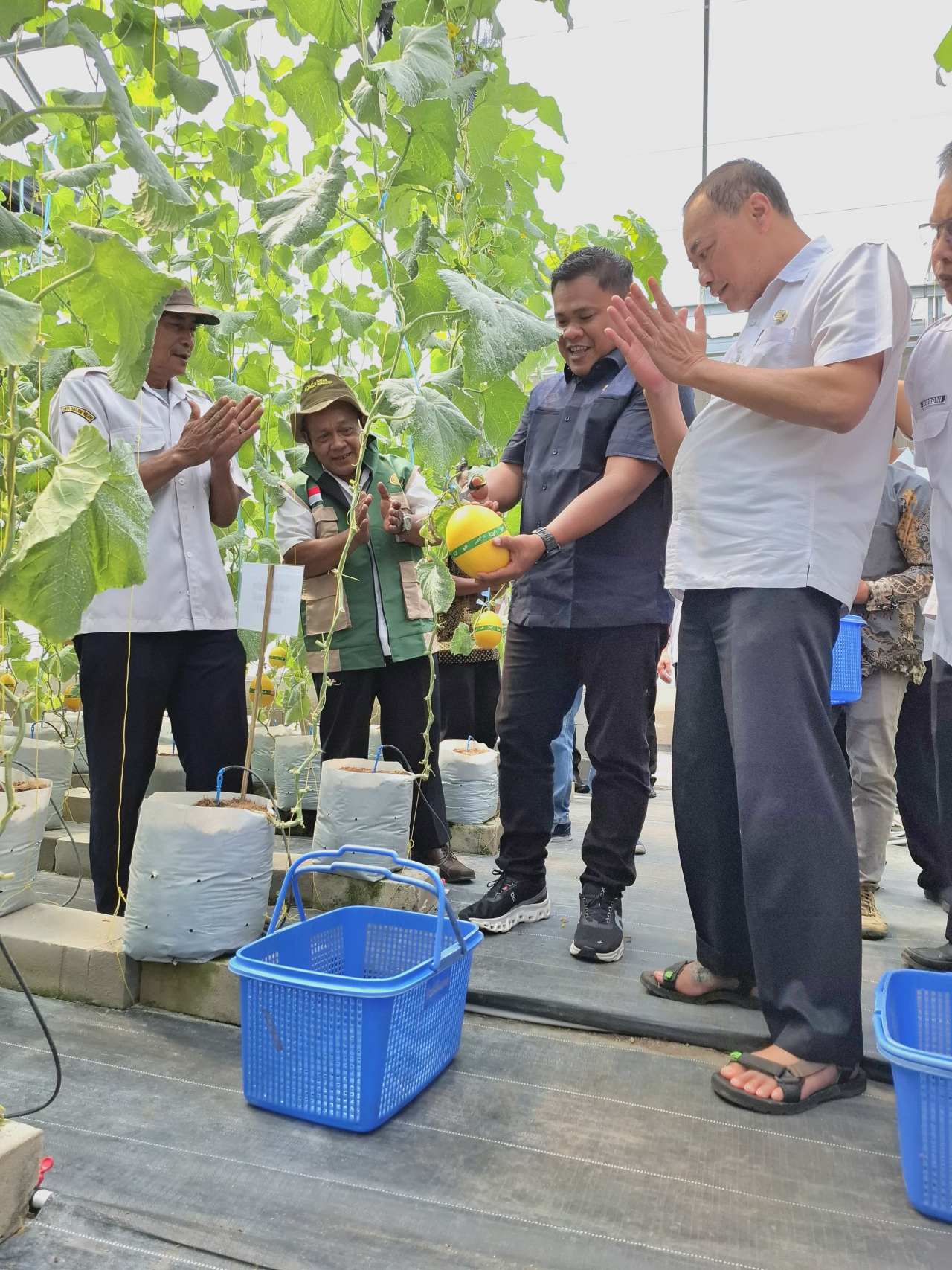 Hadirkan Harapan Baru di Desa Winong: PLN UIP JBTB dan Karang Taruna Sukses Panen Perdana 600 Buah Melon New Kinanti Hidroponik
