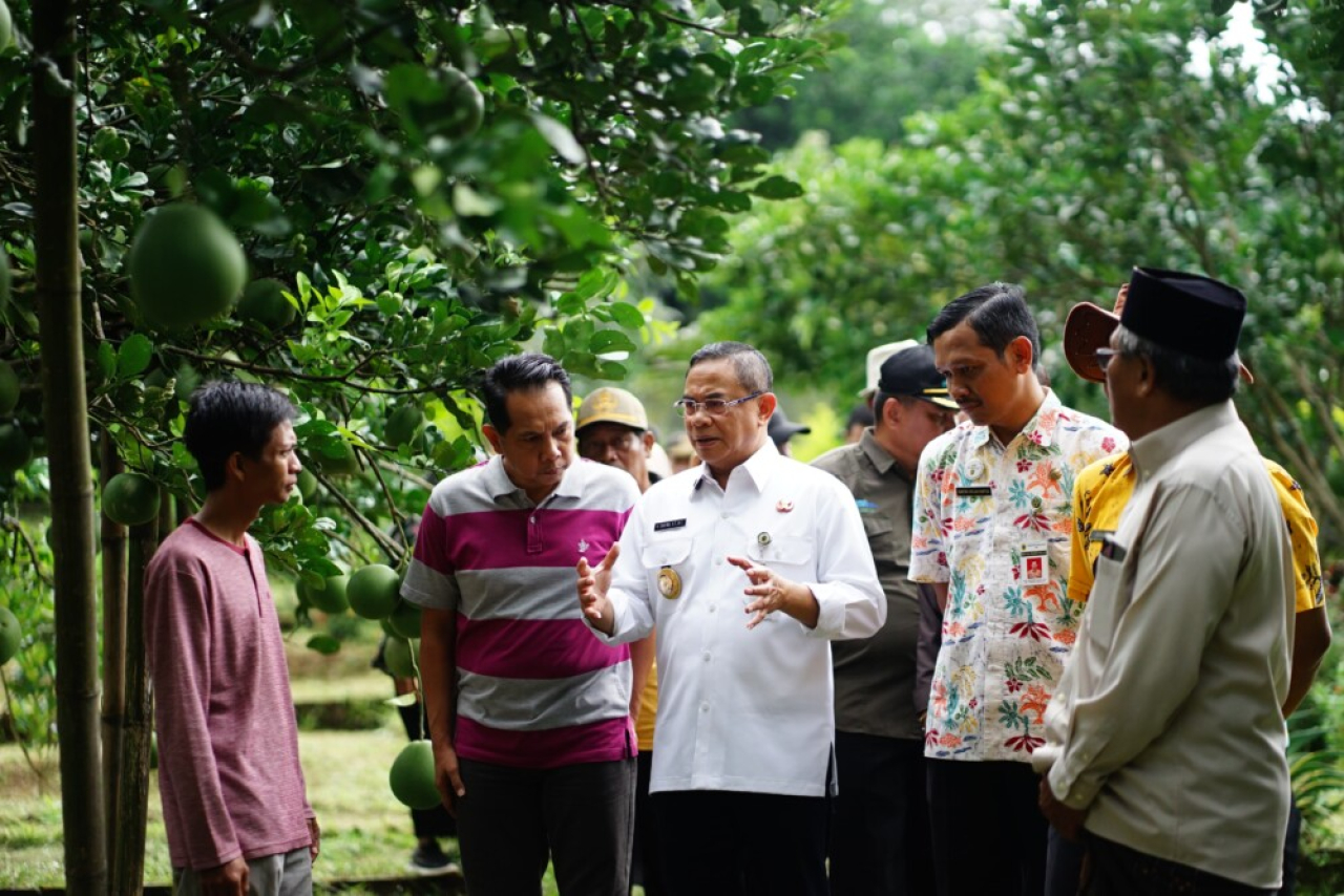 Bupati Pati Kunjungi Sentra Tape, Jeruk Pamelo, dan Kebun Kopi di Gembong
