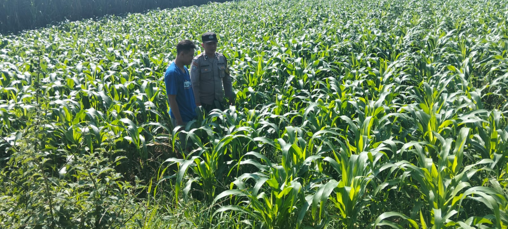 Dukung Ketahanan Pangan, Bhabinkamtibmas Plemahan Polres Jombang Tinjau Lahan Jagung