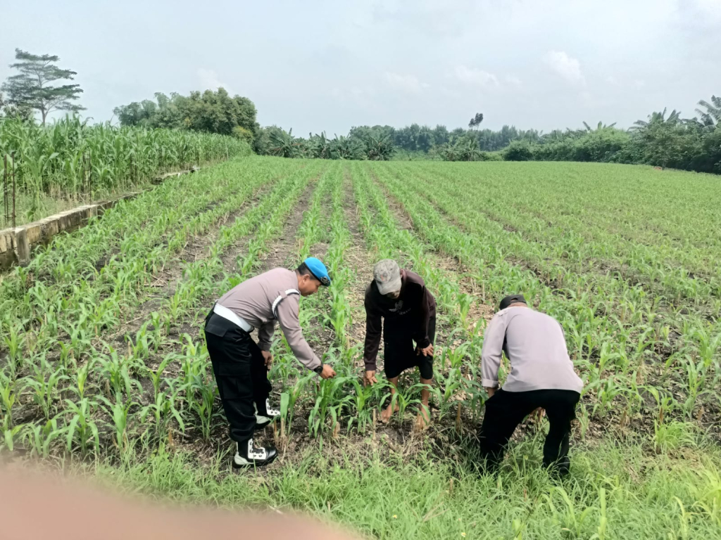 Bhabinkamtibmas Polsek Megaluh Dukung Ketahanan Pangan dengan Kegiatan Pengecekan Pertumbuhan Tanaman Jagung